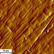 AFM surface scan