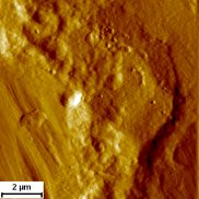 AFM surface scan