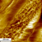 AFM surface scan